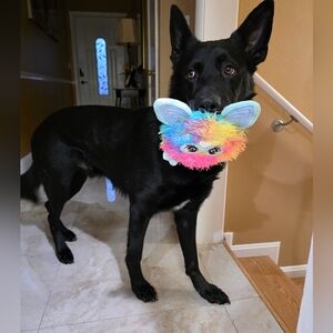 Meet my Hellhound Dexter 😈. He's a thief but loves respectful offers!